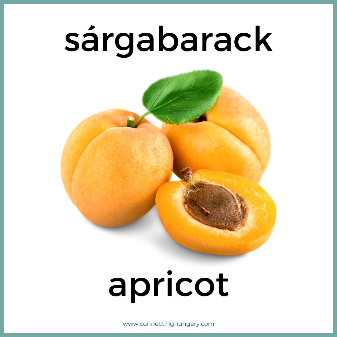 sargabarack apricot