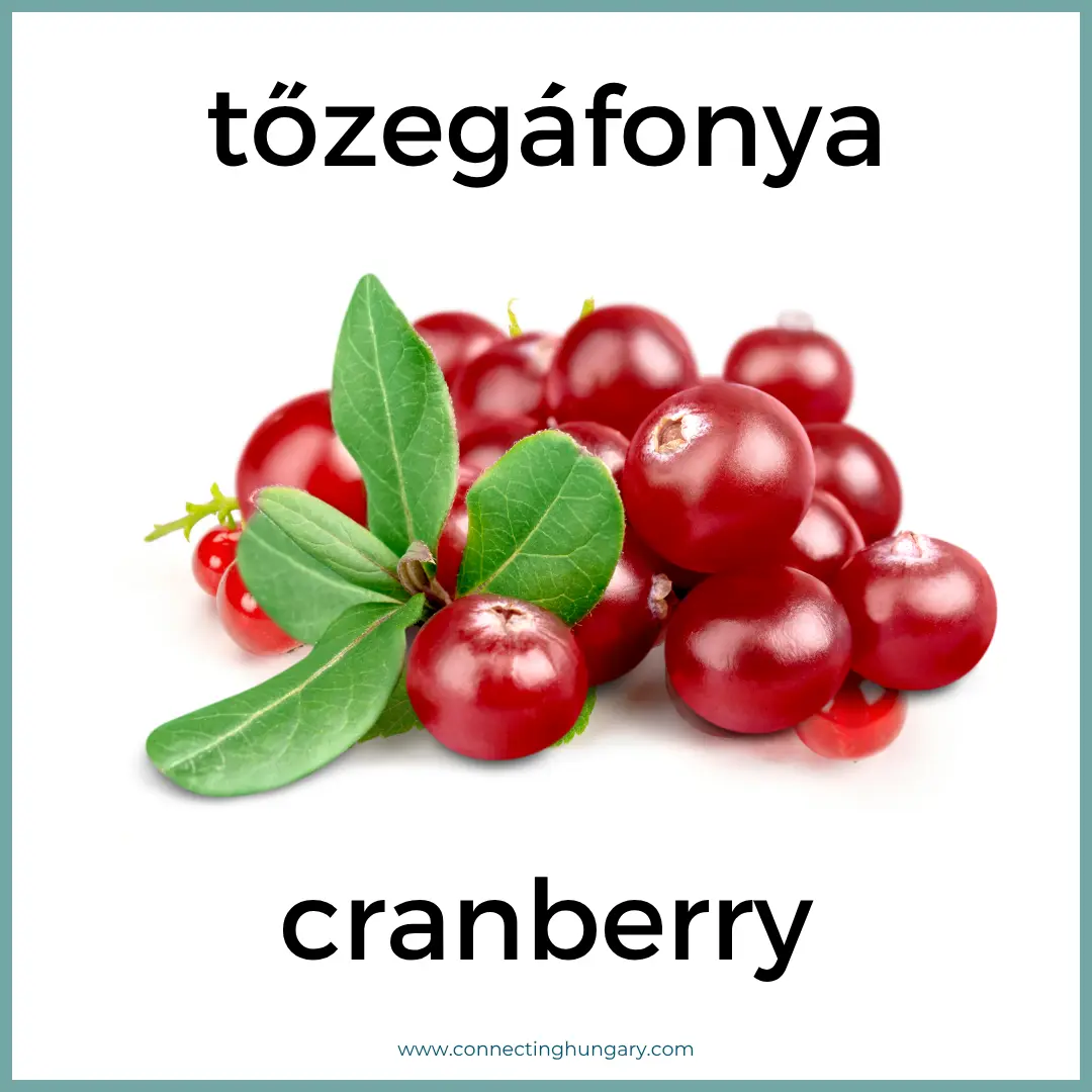 tőzegáfonya cranberry