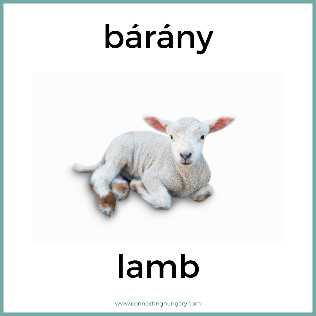 barany lamb
