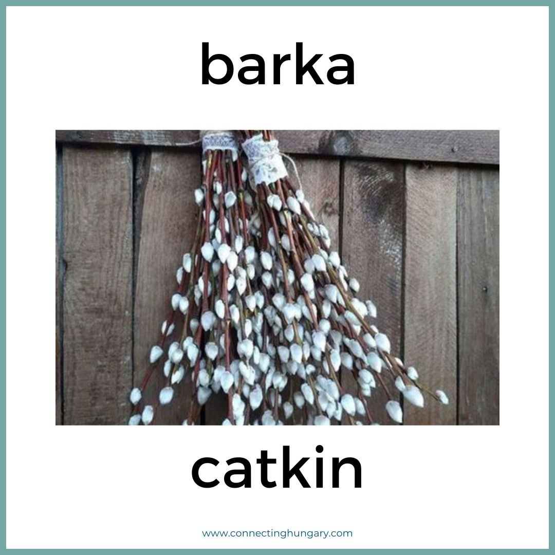 barka catkin