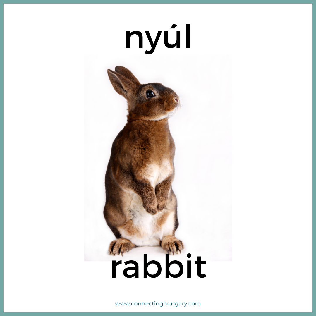 nyul rabbit