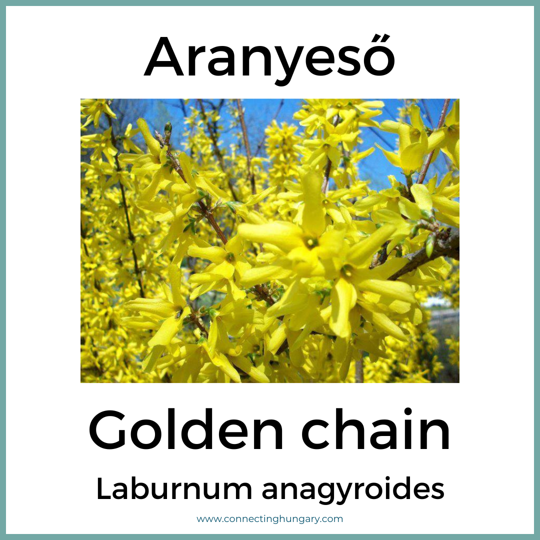 Aranyeső Golden chain