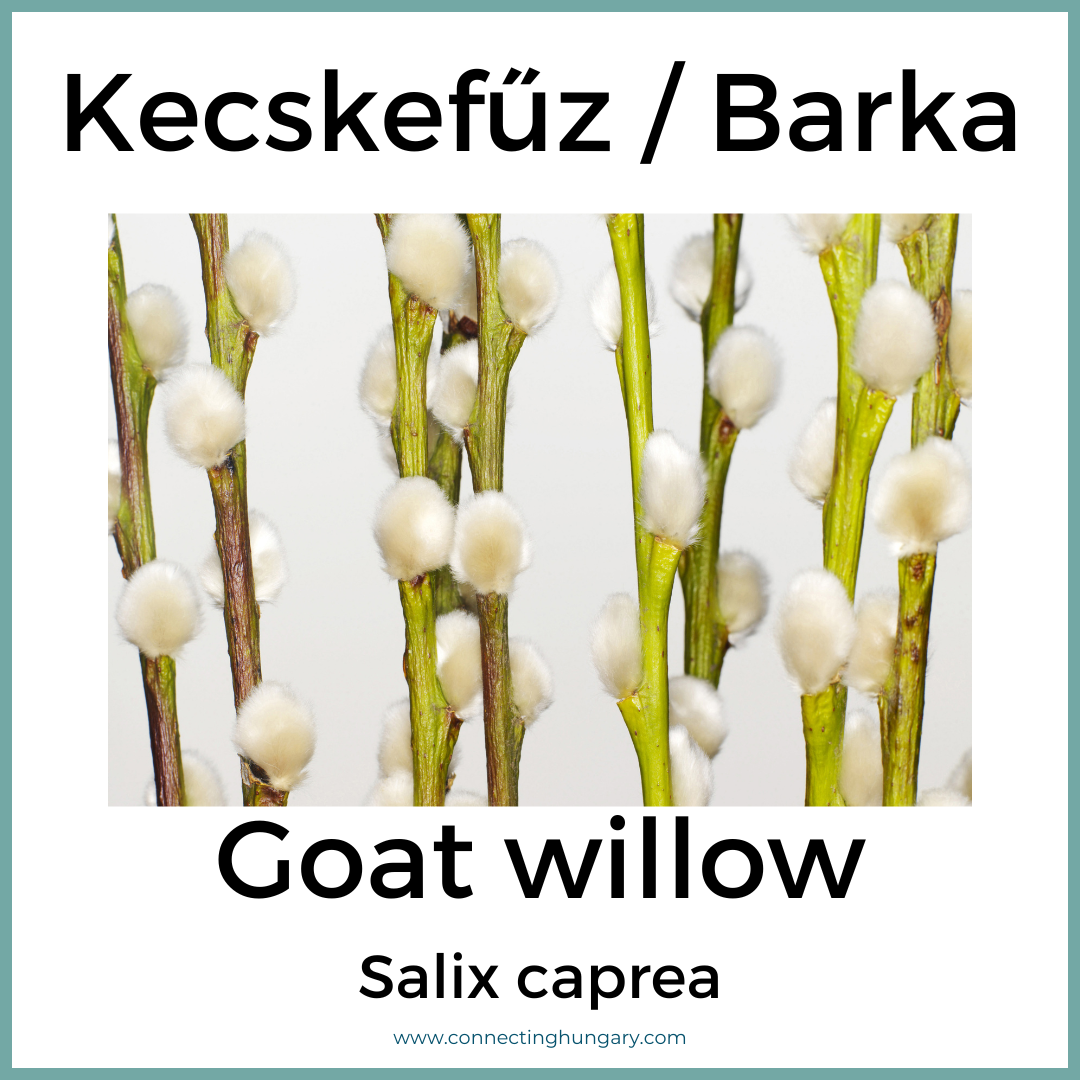 Kecskefűz Barka Goat willow