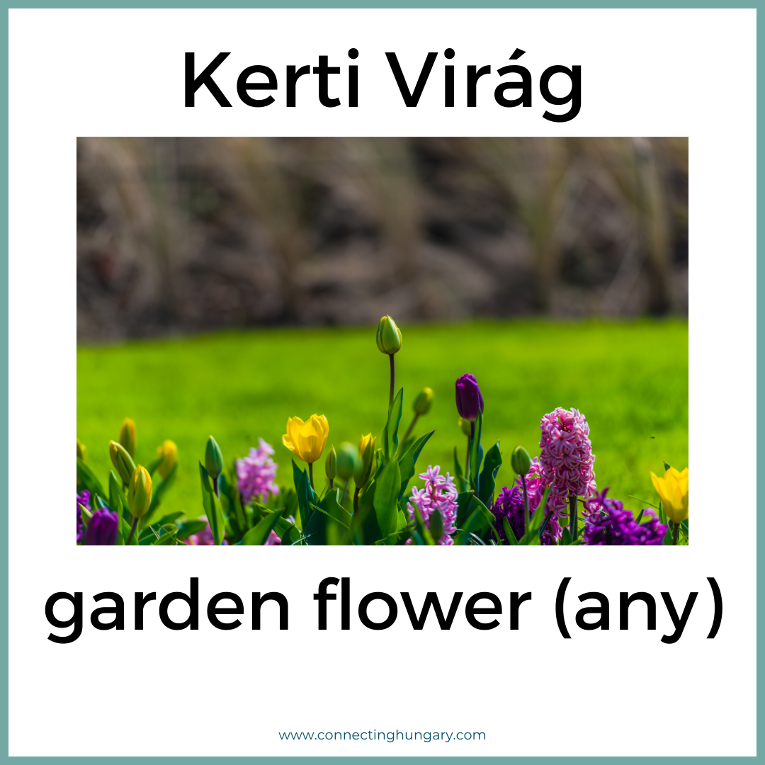 Kerti Virág garden flower