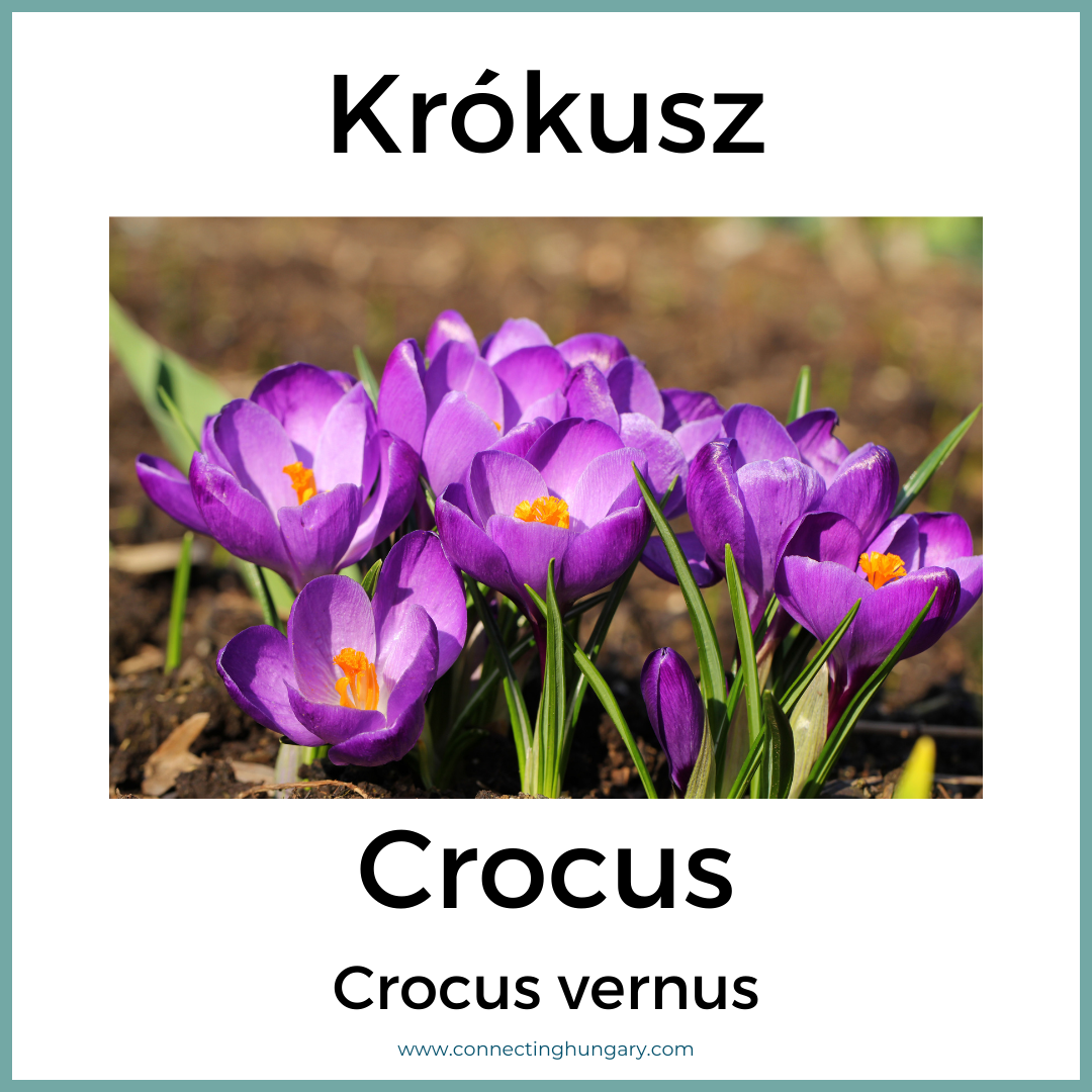 Krókusz Crocus