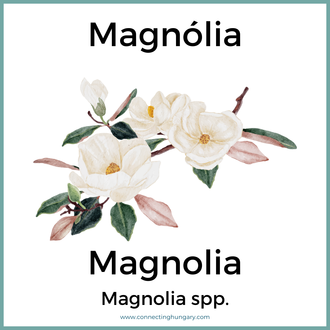 Magnólia Magnolia