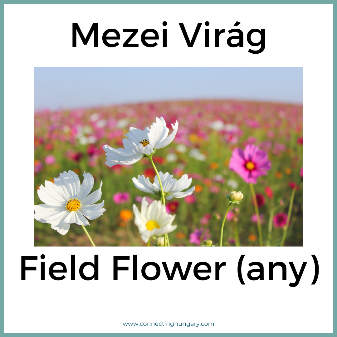 Mezei Virág field flower