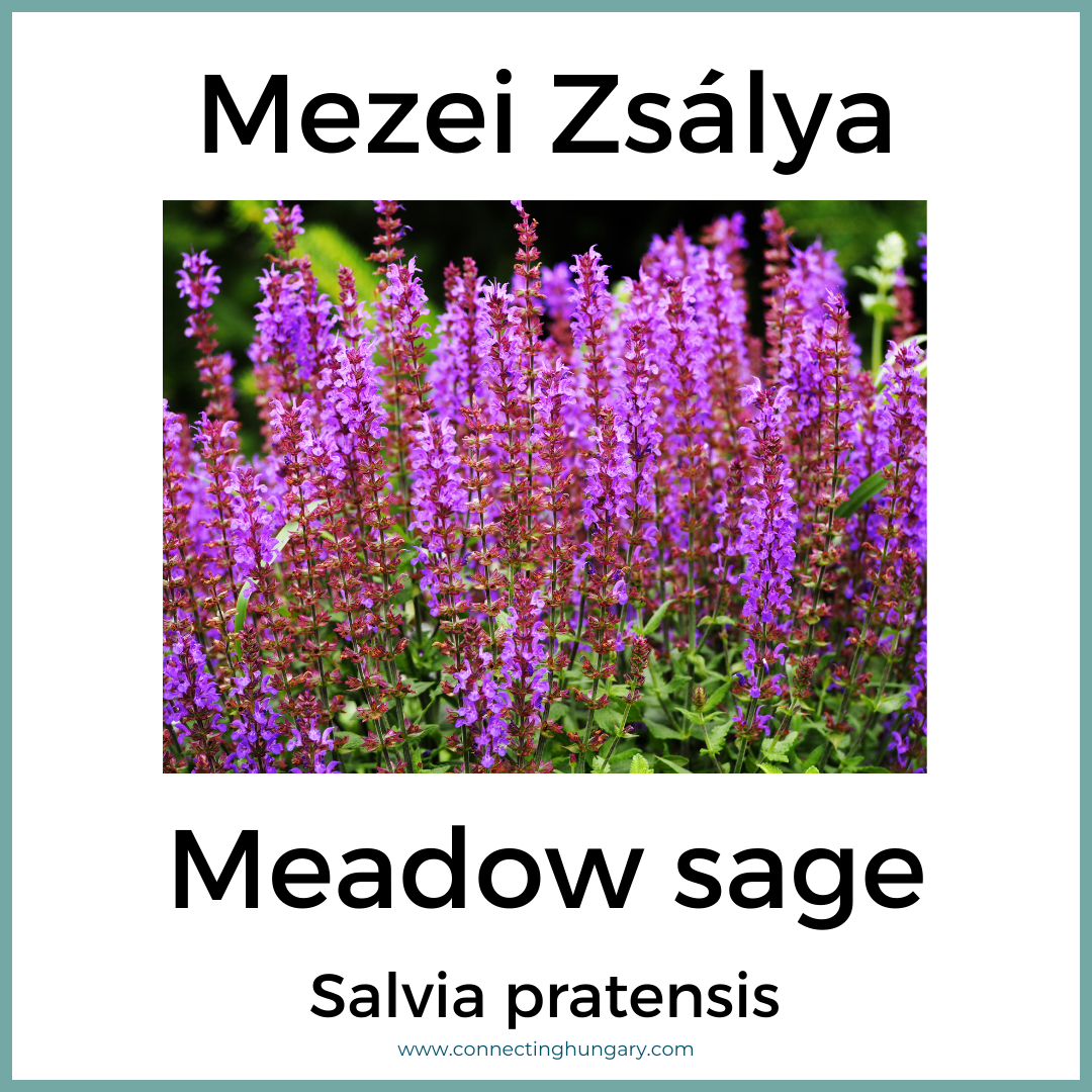 Mezei Zsálya Meadow sage
