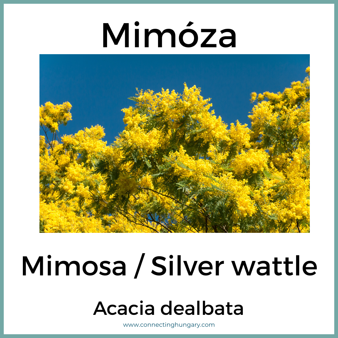 Mimóza Mimosa Silver wattle