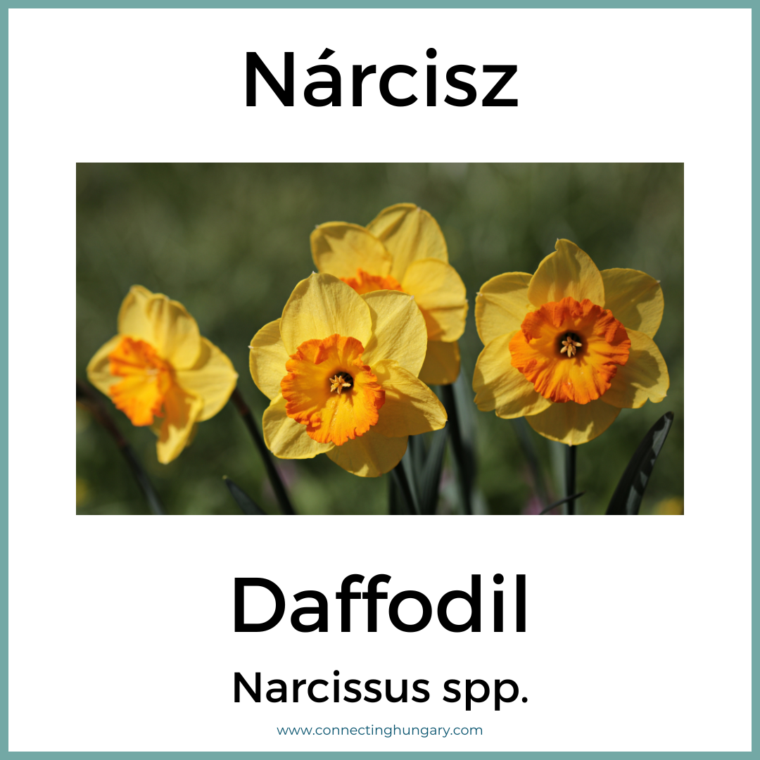 Nárcisz Daffodil