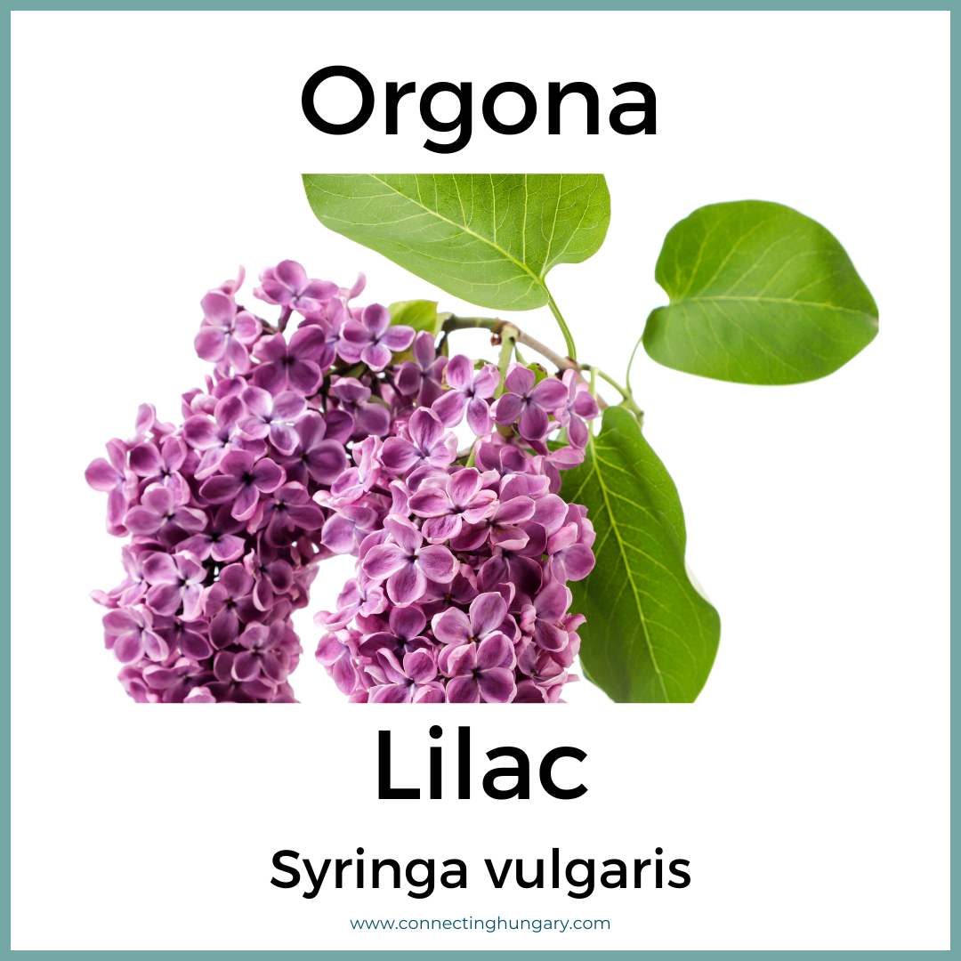 Orgona Lilac