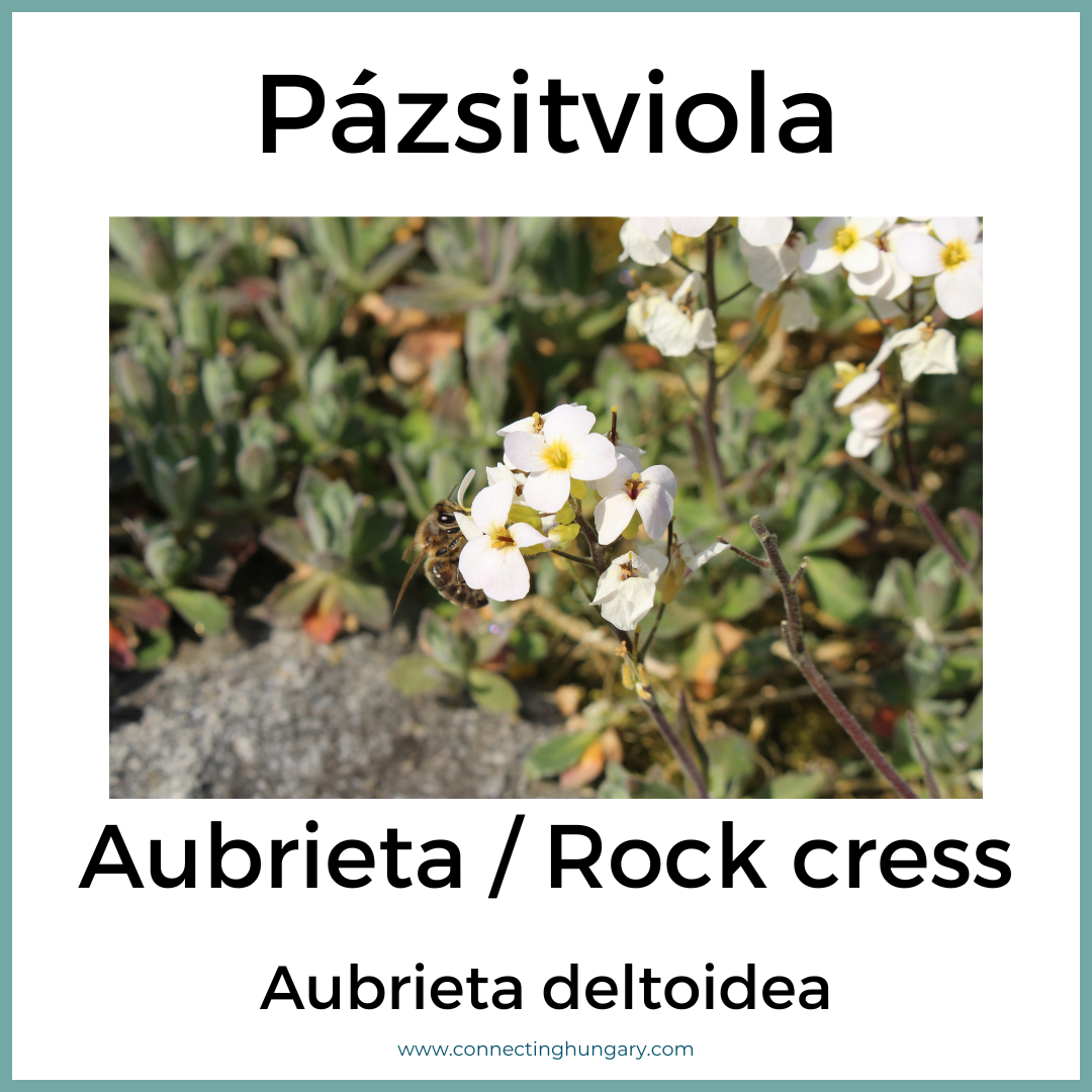 Pázsitviola Aubrieta Rock cress