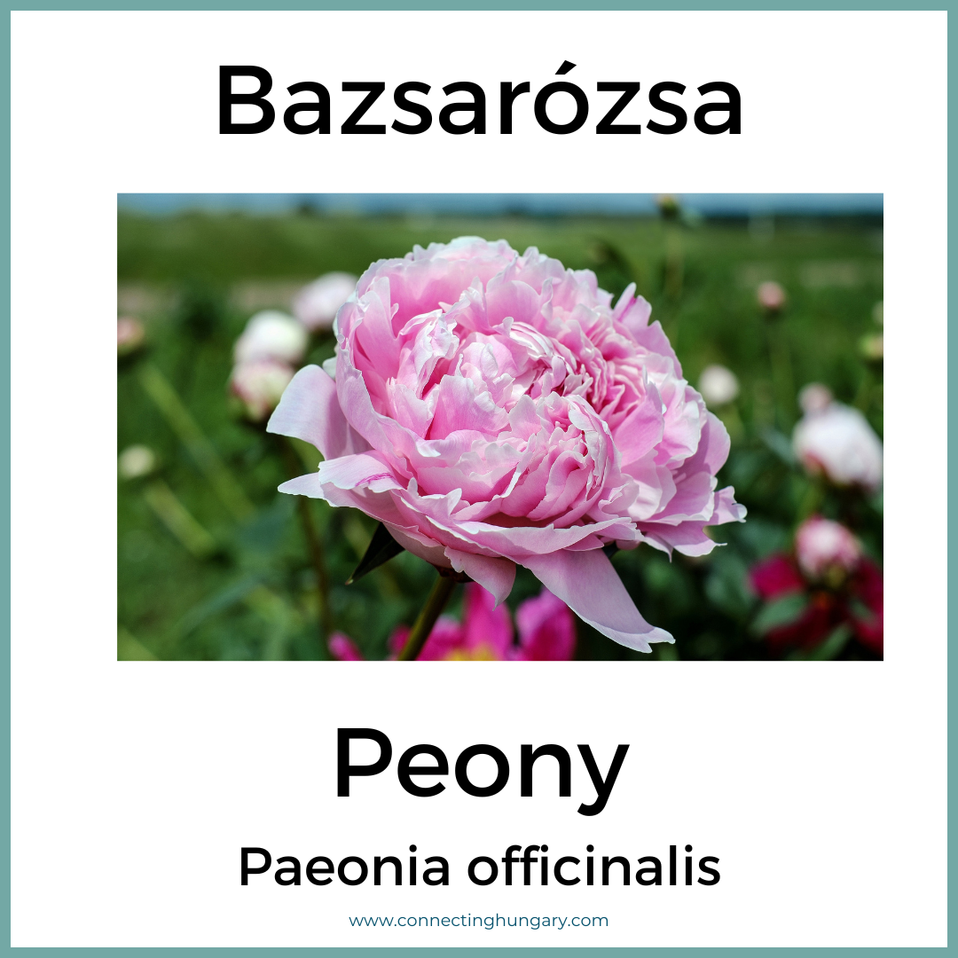 Bazsarózsa Peony