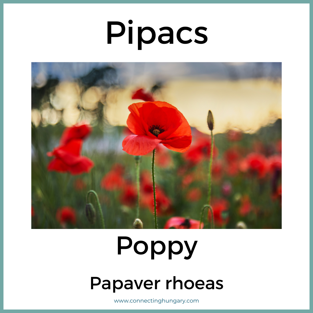 Pipacs Poppy