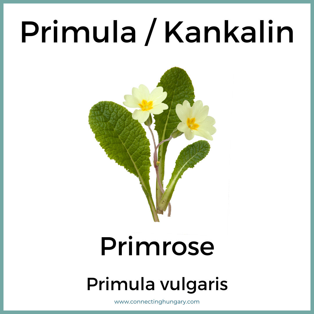 Primula Kankalin Primrose