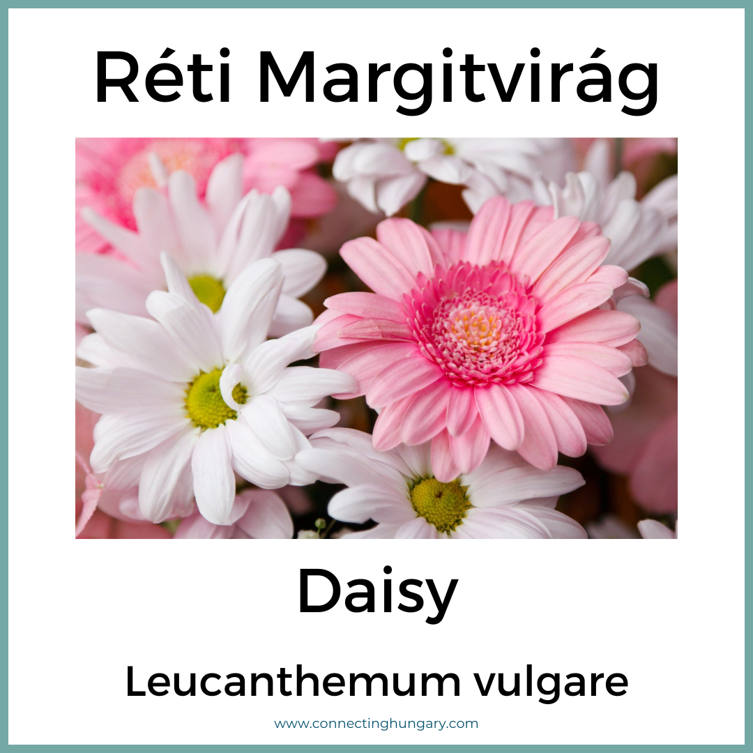 Réti Margitvirág Daisy