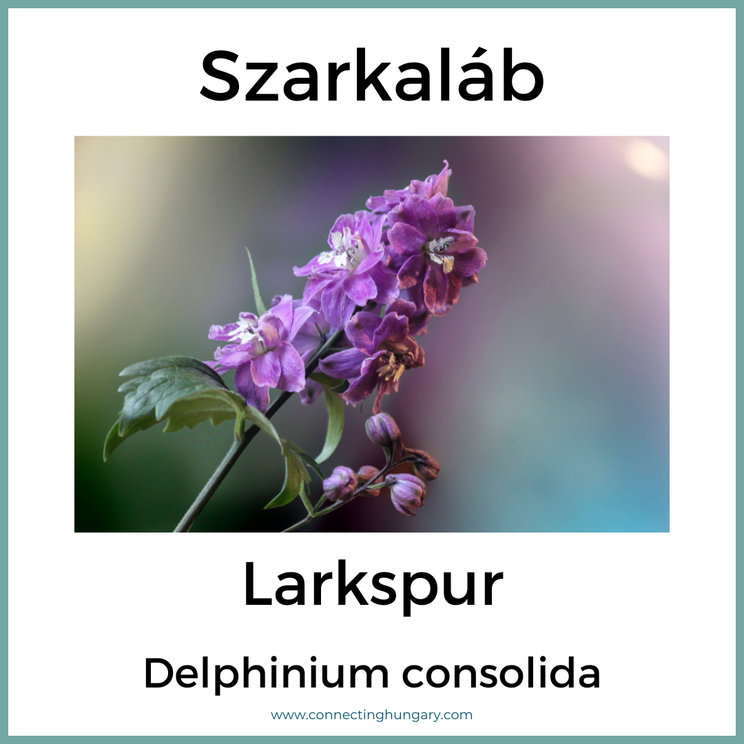 Szarkaláb Larkspur