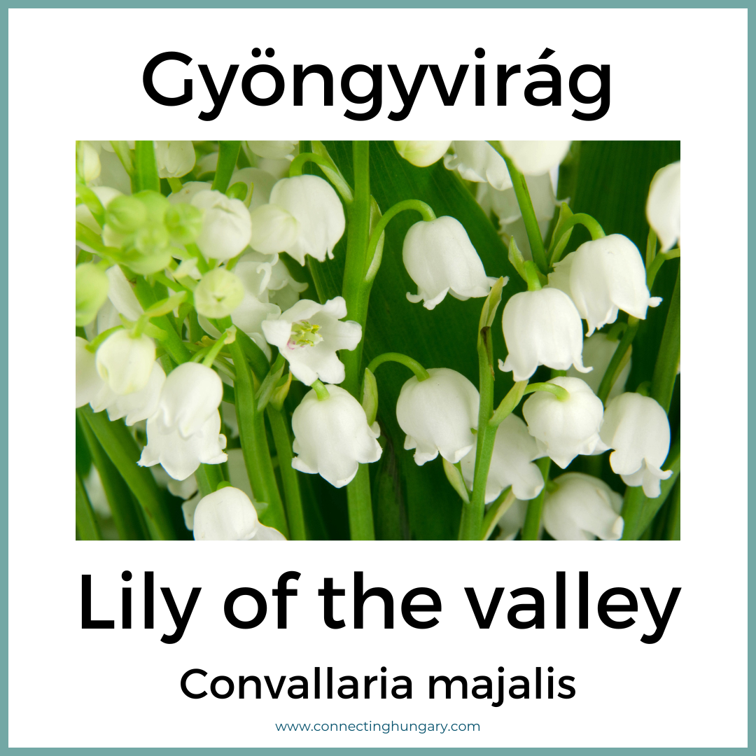 Gyöngyvirág Lily of the valley
