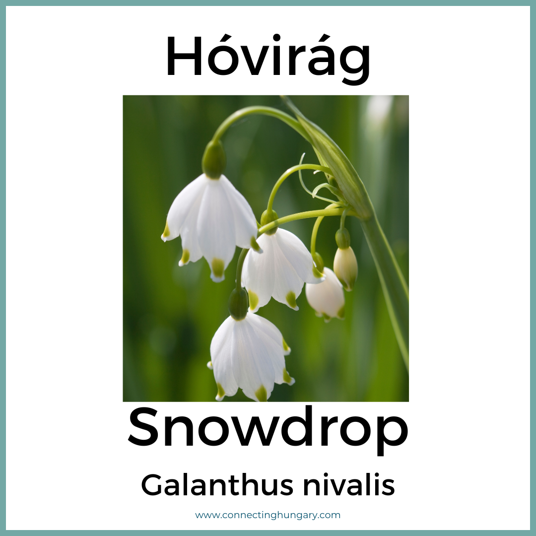 Hóvirág Snowdrop