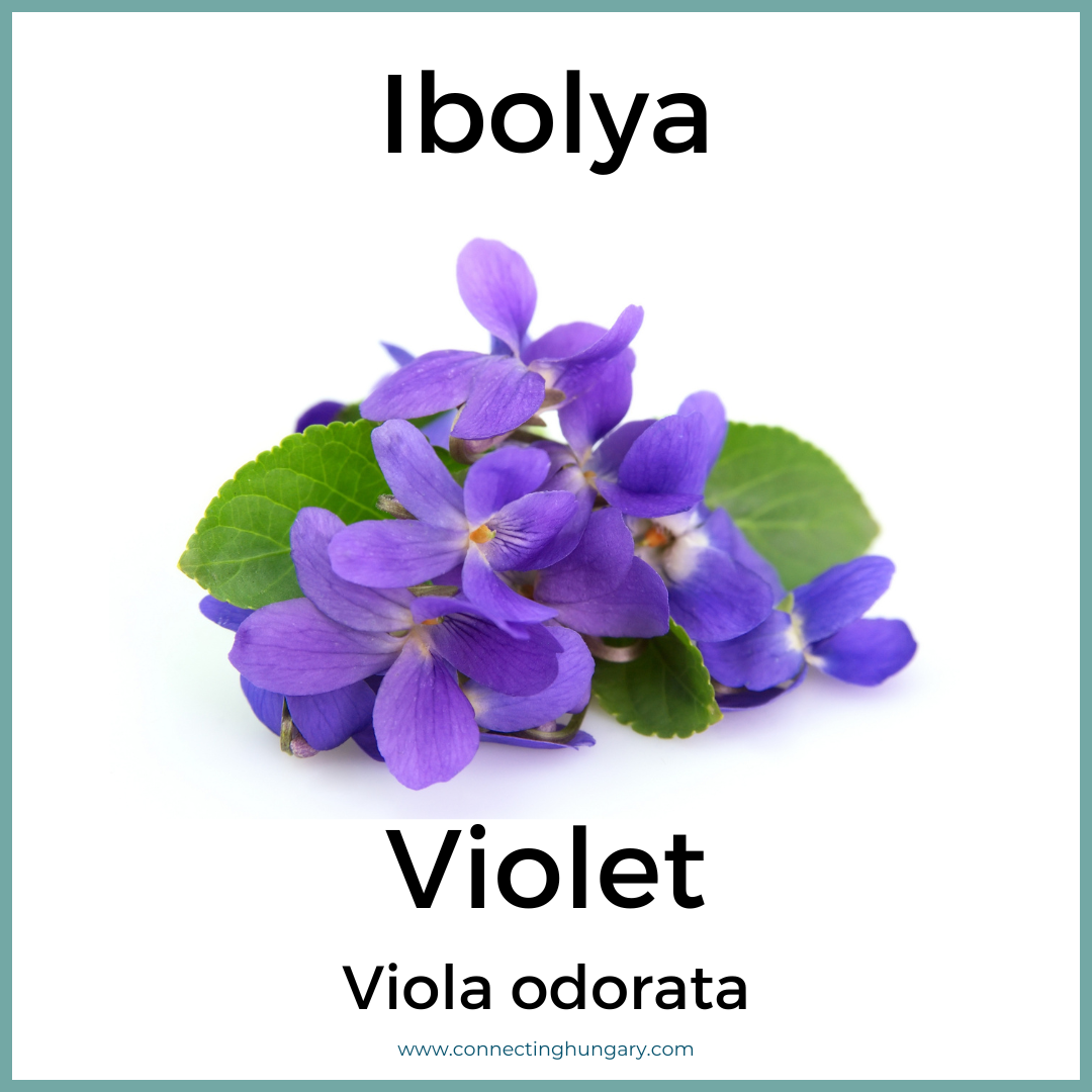 Ibolya Violet