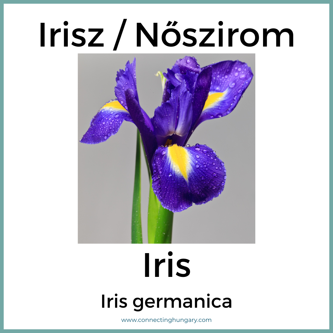 Irisz Nőszirom Iris