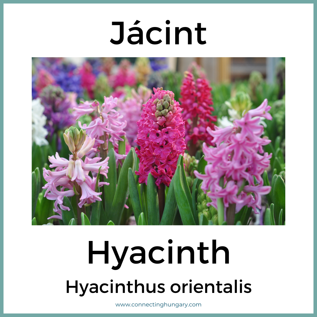 Jácint Hyacinth