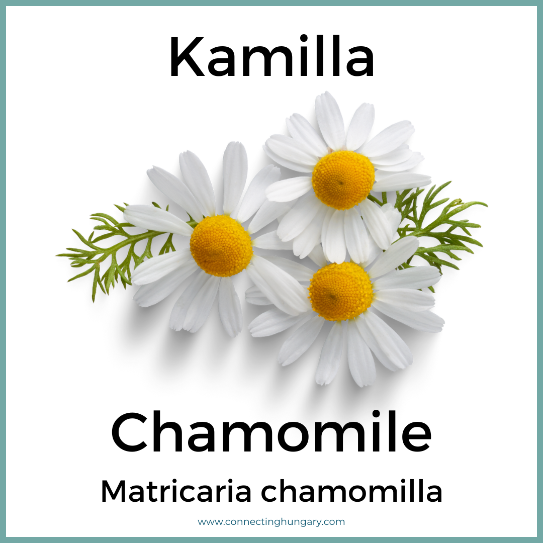 Kamilla Chamomile