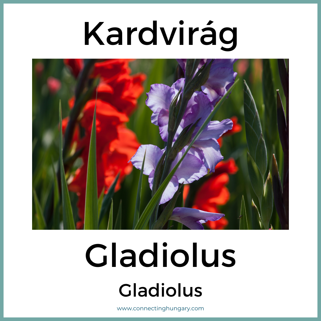 Kardvirág Gladiolus