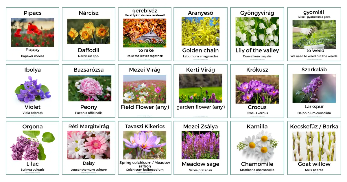hungarian flower flashcards featured image