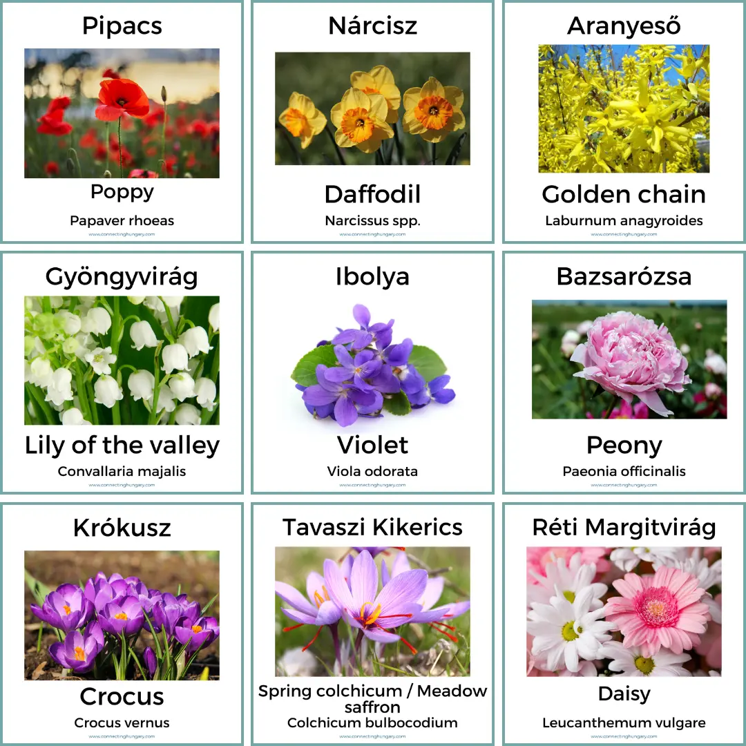 hungarian flower flashcards